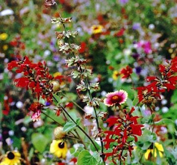 Texas-and-Oklahoma-Wildflower-Seed-Mix